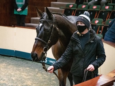 APPLE’S JADE BECOMES HIGHEST PRICED NH MARE EVER AT €530,000 Image 1